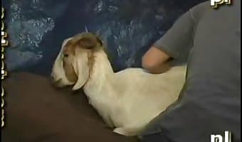 Goat Chicken Porn - farm