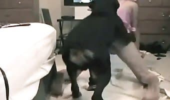 Dog sex webcam Amateur Beast