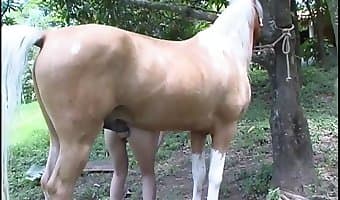 340px x 200px - stallion
