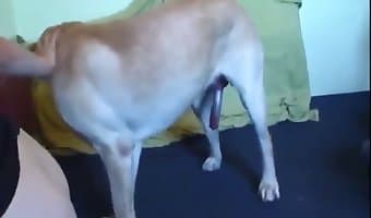 Dogxxxbf - Hot pet sex featuring a sexy doggy
