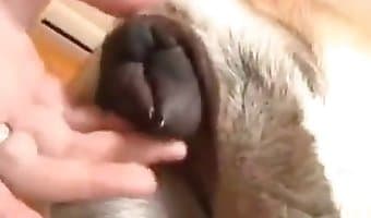 340px x 200px - Animal Sex Porn Tube. Best bestiality zoo sex video content on the ...