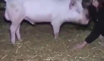 Pig Sex Woman - Animal Sex Porn Tube. Best bestiality zoo sex video content on the ...