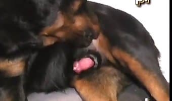 Xxxnxxx Dog - Animal Sex Porn Tube. Best bestiality zoo sex video content on the ...