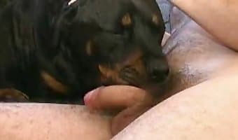 Girl Sex With Rottweiler - Girl sex with dog looks absolutely great
