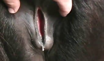 Animal porn creampie
