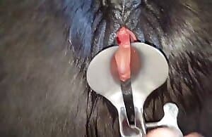 Animal Open Vagina Photo And Vidiose
