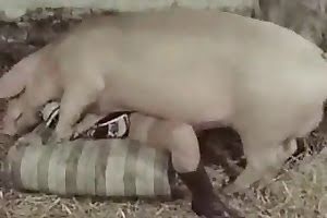 pig zoo-porn