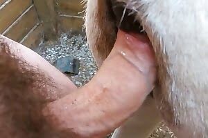 Animal Zoo Sex - zoofilia sex content and animal zoo sex videos.