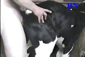 man fuck cow in ass