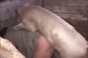 Pig Having Sex With A Cow - Animal Sex - pig-sex content and zoo sex videos.