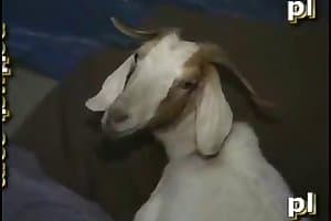 Animal Sex With Goat - man fuck goat