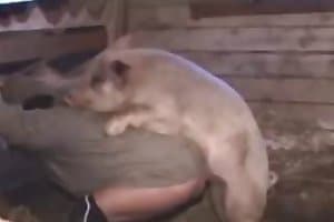 Animal Sex - pig-sex content and zoo sex videos.