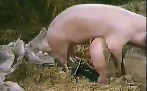 Смотреть Порно Мужик Трахает Свиней