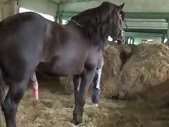 Horse Slut Porn - Animal Sex mania - animal porn tube : sex with horse, dog ...