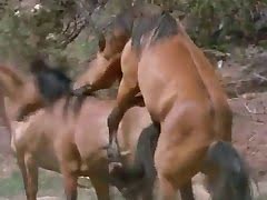 Animal sexfilm