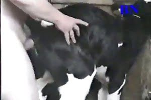 Fucking A Calf