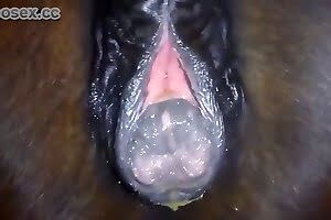 Horse Porn Black Booty - horse-porn videos
