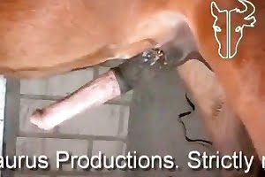 Horse porn tube