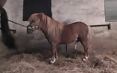 Horse Cum