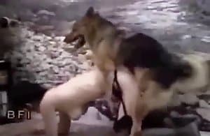 dog-sex 