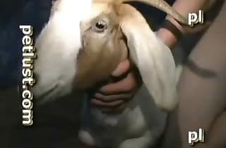 goat,bestiality blowjobs