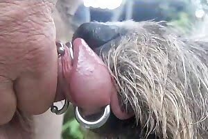 guy animal sex,animal fucks