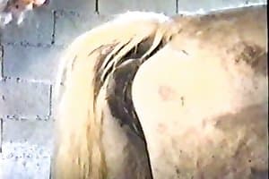 Horse Cock In Her Ass