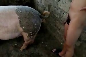 świnia,bestialstwo