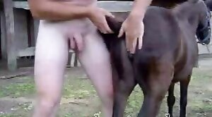 馬の性別,動物ポルノ