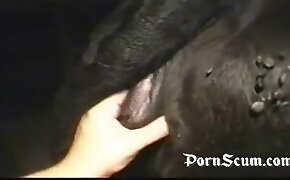 pussy fucked by animal sex with animals