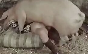 baise avec un cochon porno de bestialité gratuit