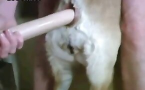 videos porno de bestialidade sexo anal bestialidade