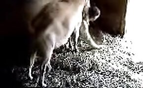 βίντεο ζωοφιλία δωρεάν πορνό κτηνωδίας