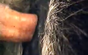 eläinperäinen vitun video hevosen eläimellisyyttä