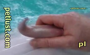 eläinperäisyyden pornovideot hullu zoofilia porno video