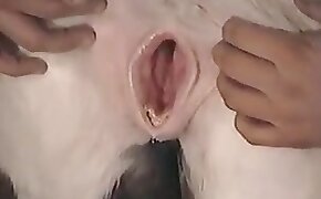 free bestiality porn mare fuck video