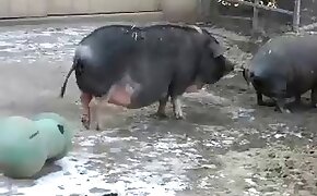 돼지와 빌어 먹을 수간 포르노 동영상