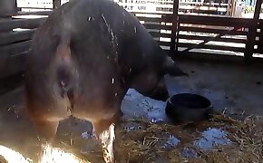fucking with pig, sexy beastiality video