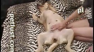 Female Dogs Sexvido - Animal Fuck videos