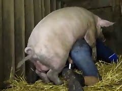 pig animal sex