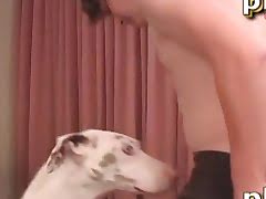 Dog Fuking Boy - Guy Fucks Dog tube