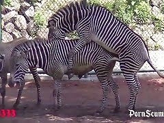Xxx A Zebara - Zebra sex amateur beastiality video