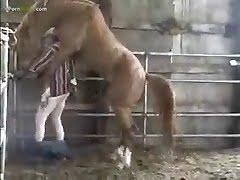 240px x 180px - Bestiality videos with horse anal