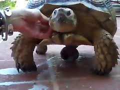 Turtle Porn - Man Fuck Turtle