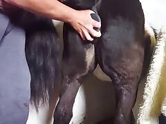 Dog And Horse Dildo - Fucking horse in the doggy style pose