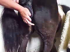 animal-fuck, horse-porn