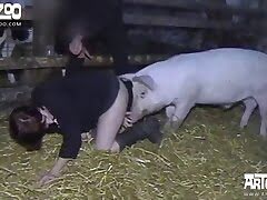 pig-sex, zoophilia-porn