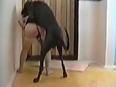Fucked By Dog Movies - In the dog porn movie big animal fucks girl