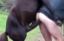 Animal seks video