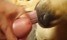 sesso animale del cane, video di cazzo di zoo